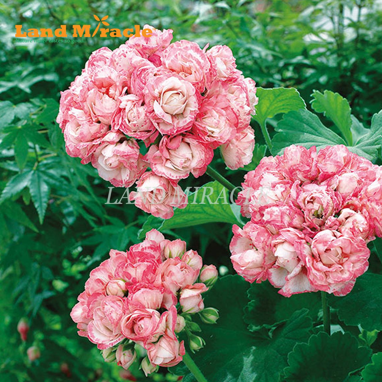 Plants Seeds Bulbs Rosebud Pelargonium Geranium Apple Blossom Perennial Flower Plant Hardy Plant Home Garden Ganganandapurcollege Edu Plants Seeds Bulbs Rosebud Pelargonium Geranium Apple Blossom Perennial Flower Plant Hardy Plant Home Garden Ganganandapurcollege Edu
