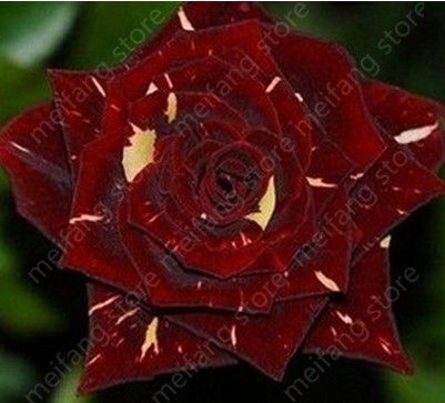 Envío gratis 100pic rojo oscuro negro Dragon Rose semillas de flores de flores  exóticas jardín decoración