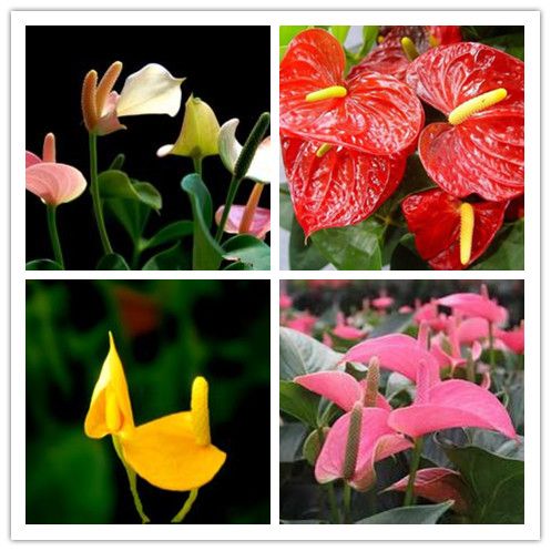 100 SEED Rare Flower Seeds Anthurium Andraeanu Seeds PURPLE ANTHURIUM A