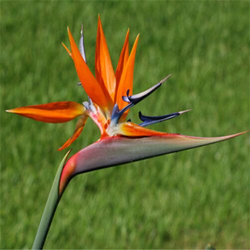 Acheter Nouvelle Arrivée 100 Graines Jardin Des Plantes Strelitzia Reginae Reginaei Oiseau De Paradis Spectaculaire Graines De Fleurs Livraison