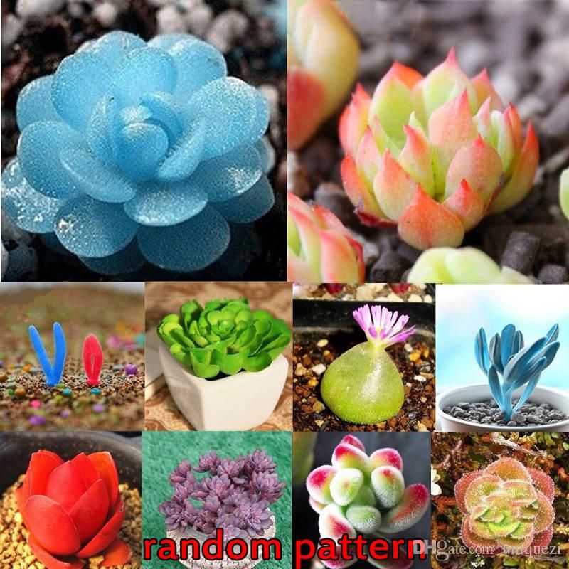 800pcs Mixed Succulent Seeds Lithops Rare Living Stones Plants Cactus Home Plant