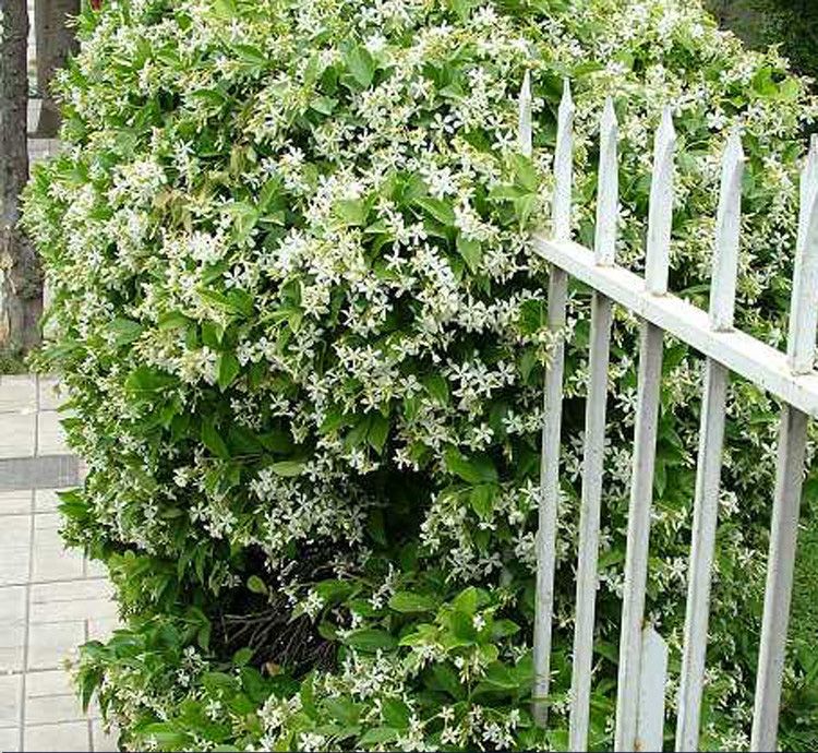 12 Gypsophila Seeds Gypsophila Convent Garden Babys Breath 12 12 Gypsophila Seeds Gypsophila Convent Garden Babys Breath 12