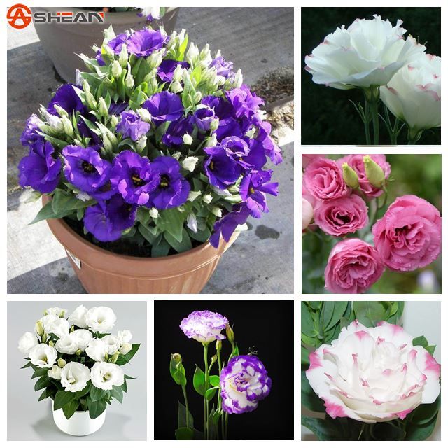 Eustoma Fuer Den Garten Garten Design Idee Fotos
