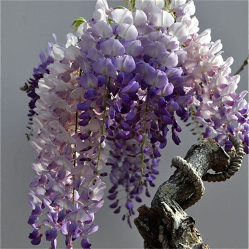 30stücke Lila Glyzinien Blumensamen Mehrjährige Kletterpflanzen Bonsai Hausgarte 