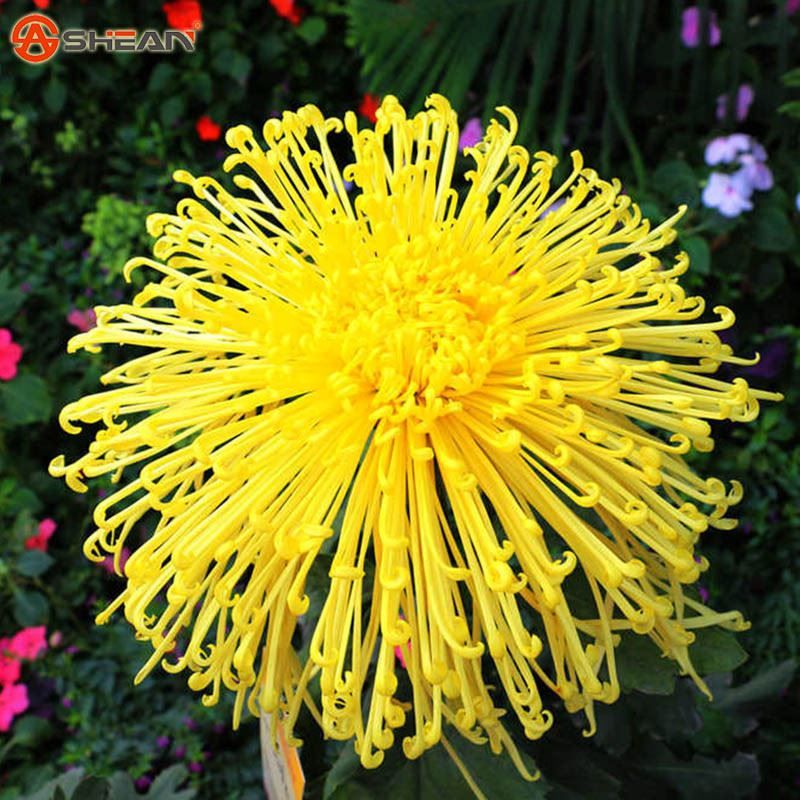 Compre 100 Pcs Saco Forma Fogos De Artificio Raros Sementes De Crisantemo Amarelo Crisantemo Morifolium Sementes Diy Jardinagem Flor Em Vasos De Plantas De Jonemark2013 52 93 Pt Dhgate Com