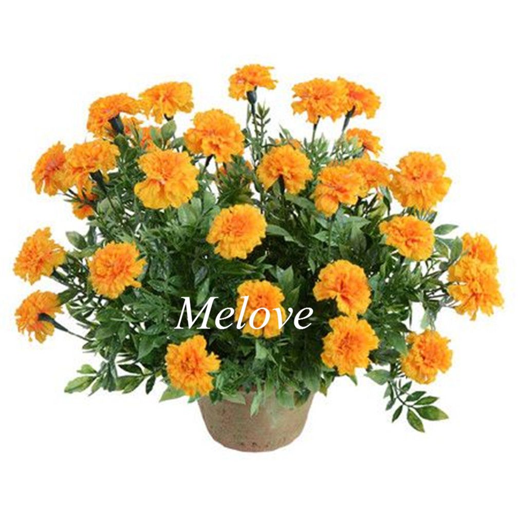 2020 Tagetes Patula Flower Seeds French Marigold Landscape Flower From Melove 4 93 Dhgate Com