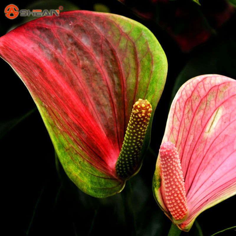 2020 Rare Double Color Anthurium Seeds Indoor Potted Hydroponic