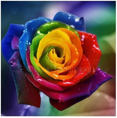 2021 100 Seeds Pack Rare Amazingly Beautiful Red Yellow Rose Flower Seed From Shijun1974 1 46 Dhgate Com