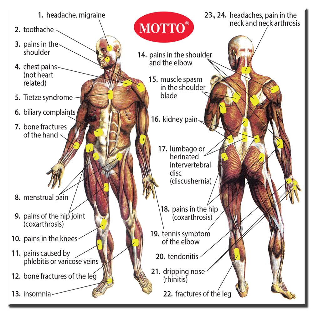 Human Body Chart