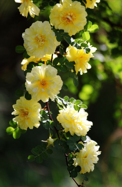 2020 100 SEEDS Yellow CLIMBING ROSES * MORDEN CVS. OF CHLIMBERS AND