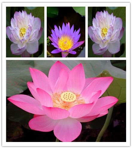 2020 Promotion Lotus Seeds Bonsai Lotus Flower Seeds Plants Water Lily Lotus Seed Aquatic Plants How To Plant Hom From Liyanbing1957 1 Dhgate Com