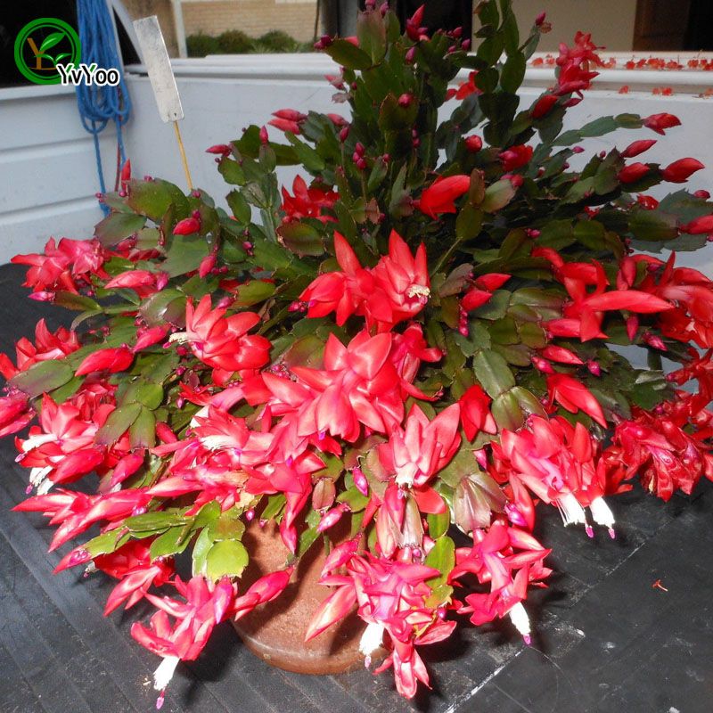 2021 Crab Cactus Seeds Flower Seeds Indoor Bonsai Plant 30