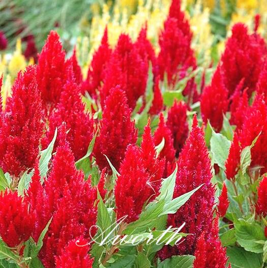 Acquista Red Plume Celosia Cresta Di Gallo Fiore 1000 Semi Easy Growing Giardino Domestico Di Diy Pianta Da Fiore Annuale Tasso Alto Di Germinazione A 4 36 Dal Aworth Dhgate Com