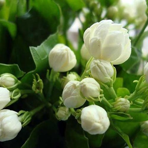20seeds / sac de graines de plantes Jasmine intérieur graines de fleurs vivaces
