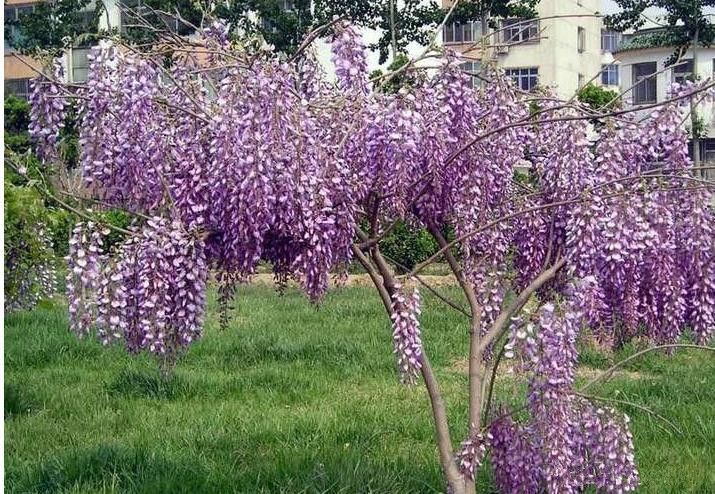 Cvetok Gliciniya Posadka I Uhod V Otkrytom Grunte Foto Vyrashivanie Iz Semyan