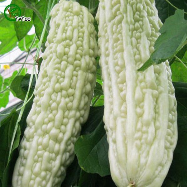 Discount White Bitter Gourd Seeds Green Organic Vegetables And Fruit Seeds Delicious Particles K0 Top Seeds Online Shop Dhgate Com