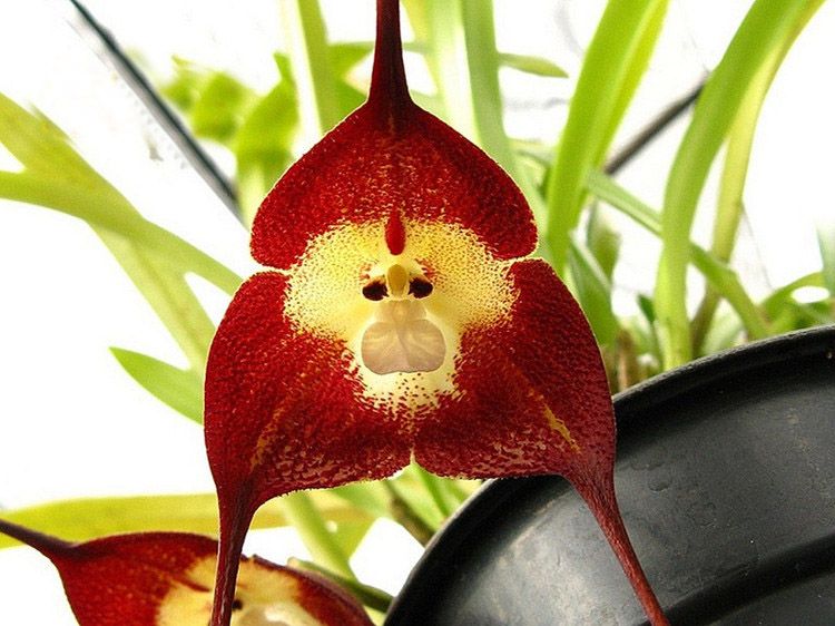 Semillas de la cara del mono 10pcs Cara de mono Semillas de flores de  orquídea Semillas