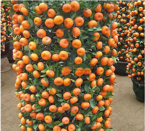 Are orange seeds edible?