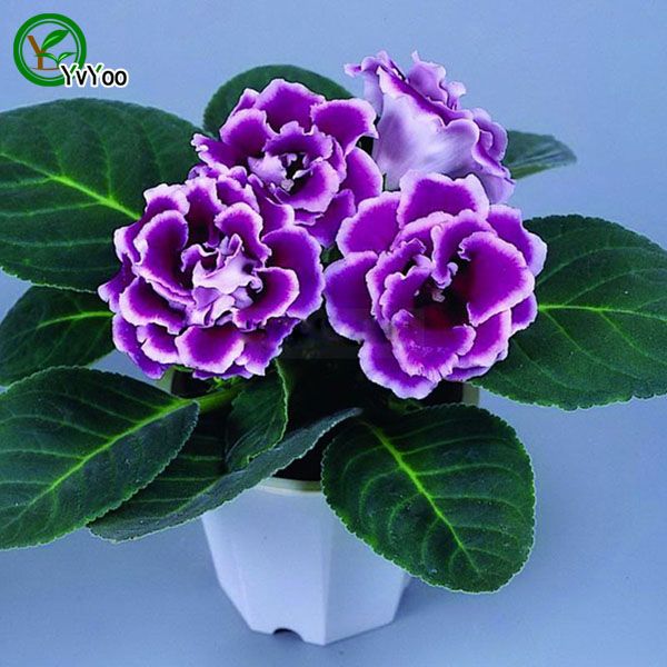 MULTI COLOR OPCIONAL GLOXINIA SEMILLAS FLOR SEMILLAS DE FLORES INTERIOR  BONSAI Planta 30 partículas / lote E013