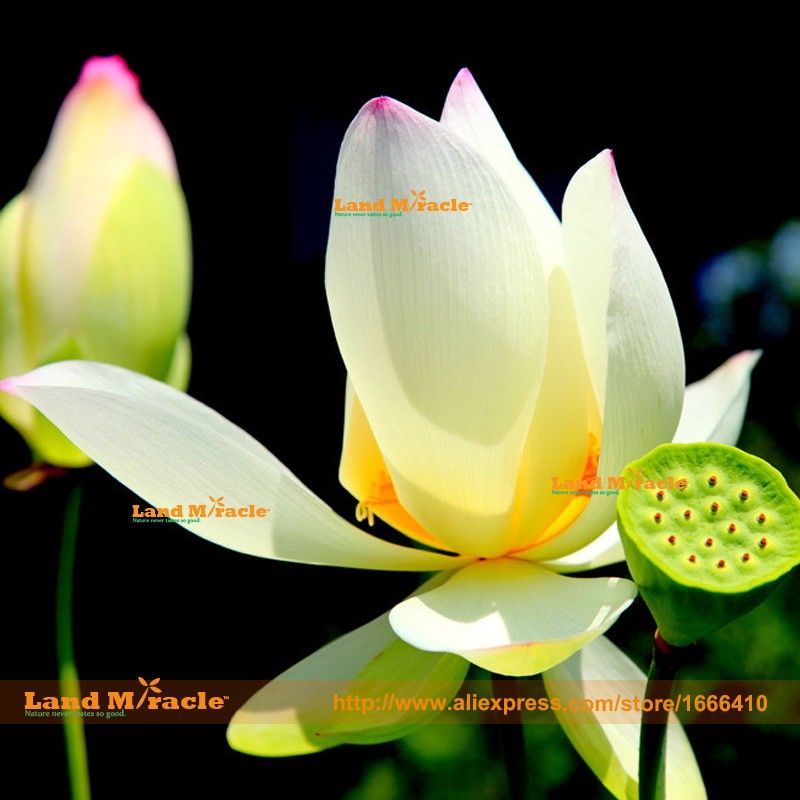 Acheter Graines De Lotus Sur Le Toit 1 Graines Paquet Eau De Style Chinois Eau Lis Fleurs De Lotus De 24 Du Landmiracle Dhgatecom