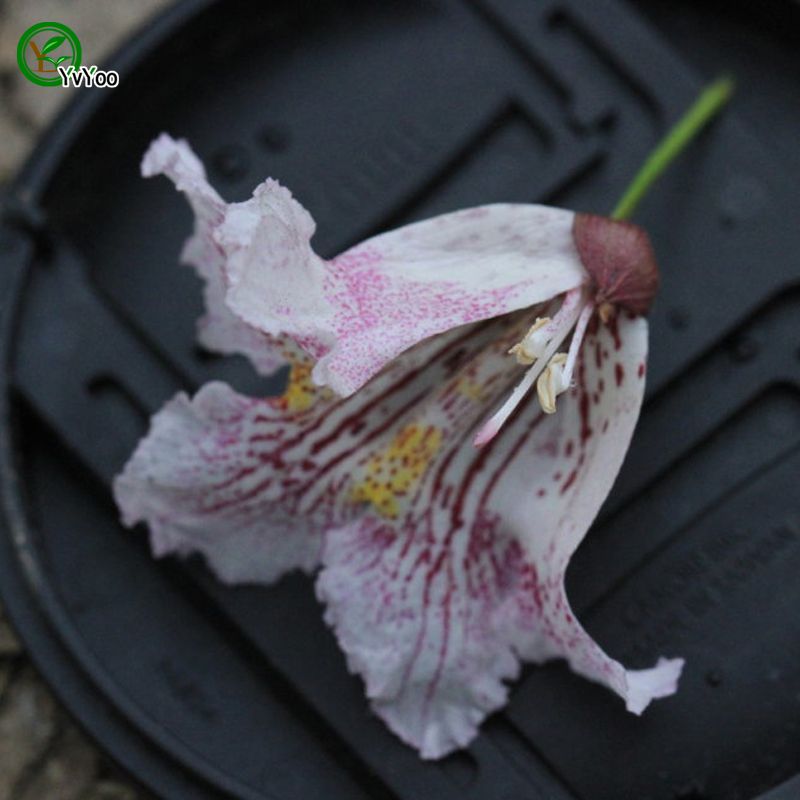 Compre Catalpa Sementes Bonsai Arvore 100 Verdadeiro Sementes Em Gentil Tiro Inicio Planta De Jardim J04 Barato Entrega Rapida E Qualidade Pt Dhgate Compre Catalpa Sementes Bonsai Arvore 100 Verdadeiro Sementes Em Gentil Tiro Inicio Planta De Jardim J04 Barato Entrega Rapida E Qualidade Pt Dhgate