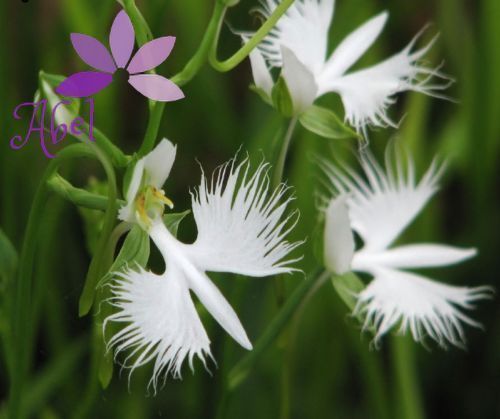 21 Rare Exotic Japanese White Dove Egret Orchid Seeds Flower 100 Seeds From Beautifuldresschina 10 05 Dhgate Com