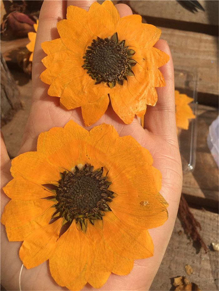 2020 2018 New Sunflower Dried Pressed Flower Manufacturers In China Plant Specimens For Wall Painting Raw Material Free Shipment Wholesales From Jillypressflower 14 24 Dhgate Com