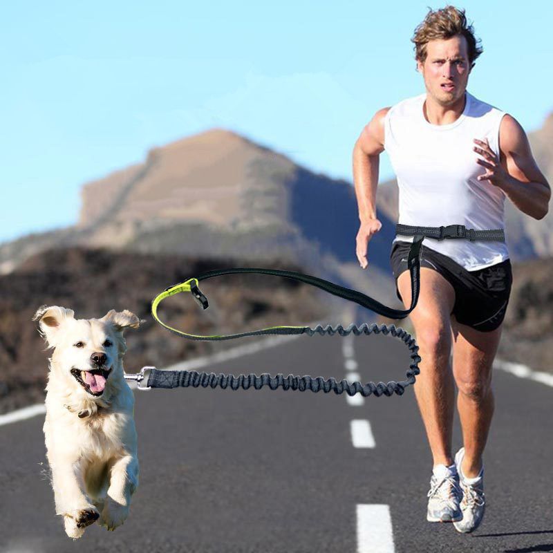 waist leash for running with dog