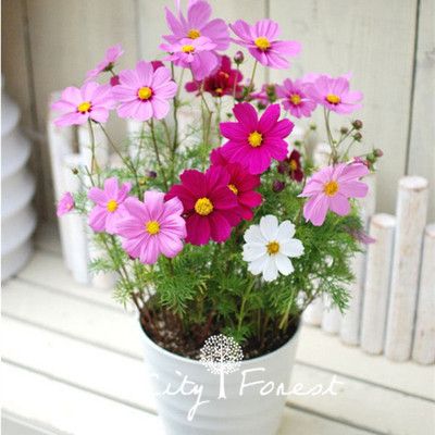 Acheter Nain Cosmos Fleur Fleur Graines Sac Mix Couleur Plus Facile Cultiver Paysage Pot Plante Fleur De 502 Du Cityforest Dhgatecom
