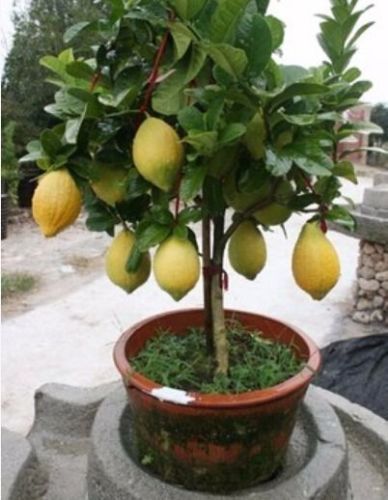 Rare Naarf Citron Arbre Semences Bonsaï Fur Fruit Plant Organic Garden Décoration Plante 10pcs E01