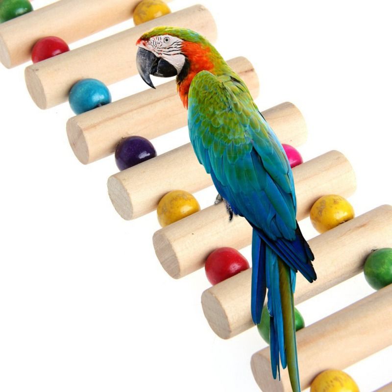 cockatiel bird online shopping