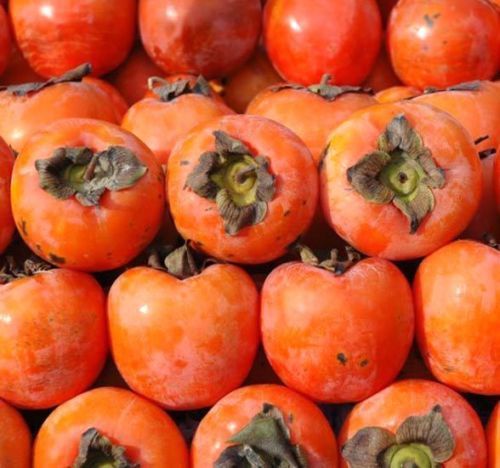 Diospyros kaki Seeds. Japanese Persimmon Sharon Fruit