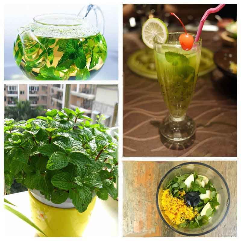 Wholesale Vanilla Seeds Edible Mint Seeds Peppermint Seeds 100 Seeds