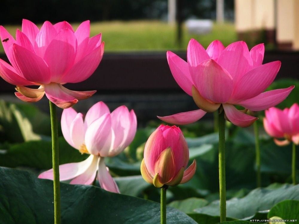 Grosshandel Bonsai Lotus Wasser Lilie Blume Schussel Teich Lotus Samen Rosa Lady Lotus Garten Dekoration Pflanze 10 Stucke F135 Von A308040964 1 23 Auf De Dhgate Com Dhgate