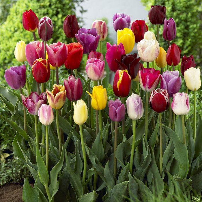Semillas de tulipanes de tulipanes Semillas de tulipanes de plantas de  interior y al aire libre
