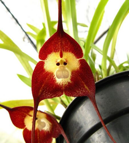 Vaso Peru cara do macaco da orquídea, Phalaenopsis Flor 20pcs decoração do  jardim de flores sênior