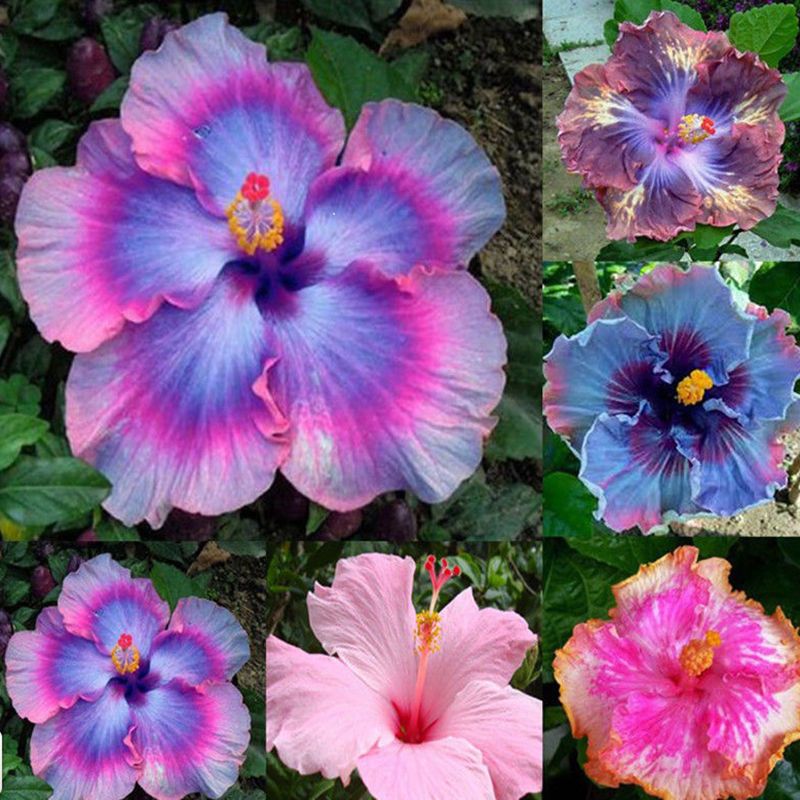 Rare Mix Colors Sementes de Hibisco Gigante Planta Em Vasos de Flores  Perenes Sementes 50 pcs