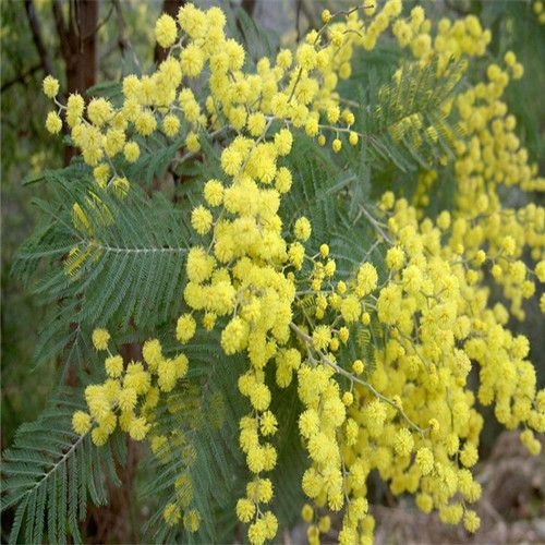 50 Golden Mimosa Seeds Acacia genus Acacia keekar Vachellia nilotica Baileyana 