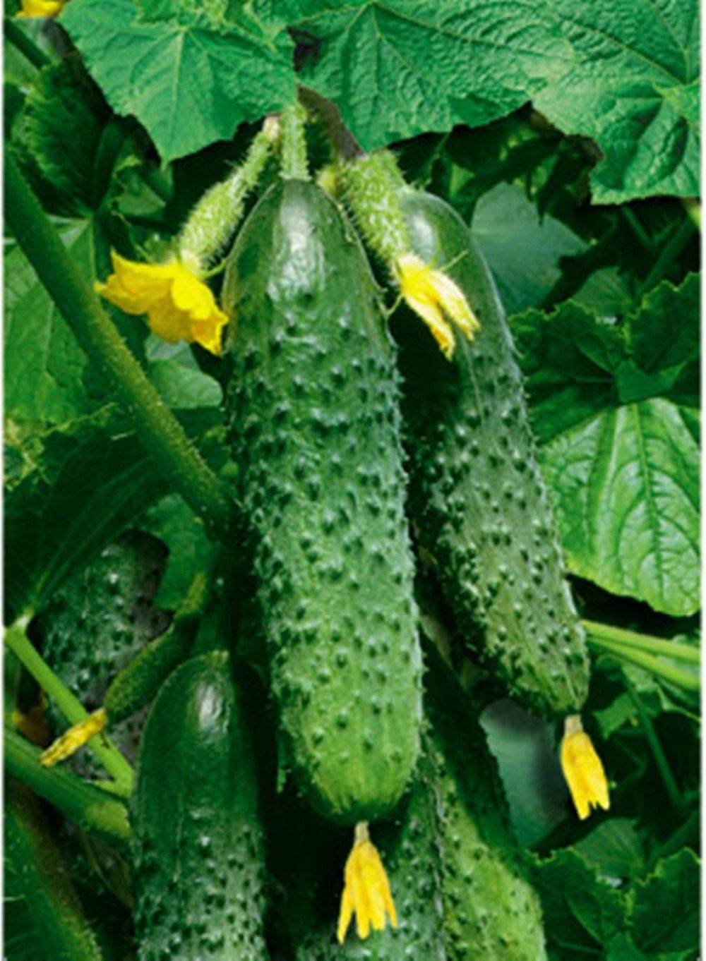 сорт огурцов маша отзывы. сорт огурцов маша отзывы. огурцы сорт маша f1. маша f1 огурец гавриш. сорт огурцов маша отзывы.