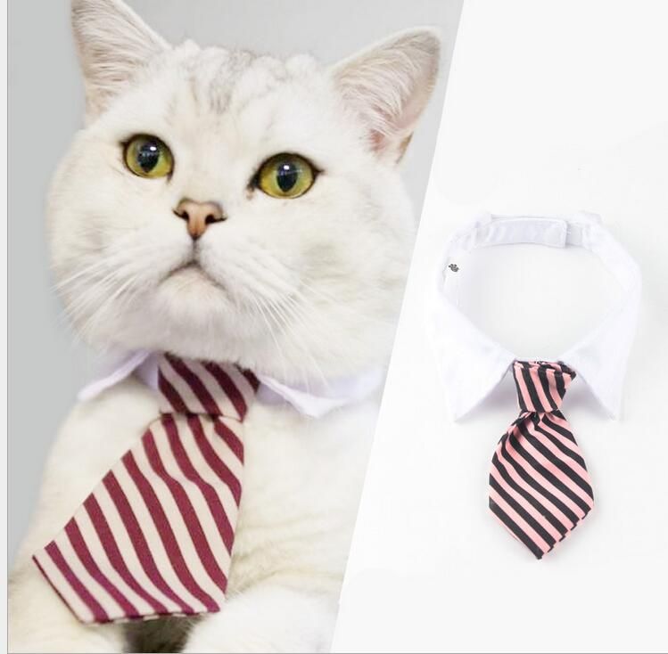 cat collar shirt tie