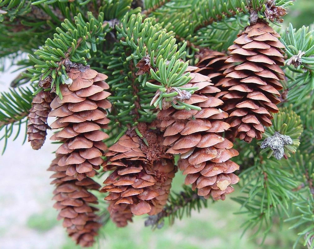Ель какое дерево. Ель канадская шишки. Picea canadensis шишки. Ель канадская шишка. Ель канадская сизая шишки.