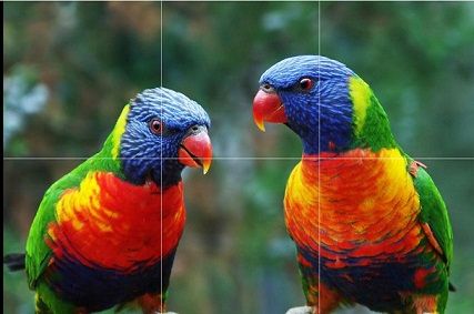 2020 Parrots Rainbow Lorikeet Exotic Birds Pure Hand Painted