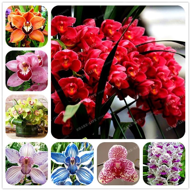 Cymbidium Orkide Fiyat 95 Tl Demirhan Botanik Facebook