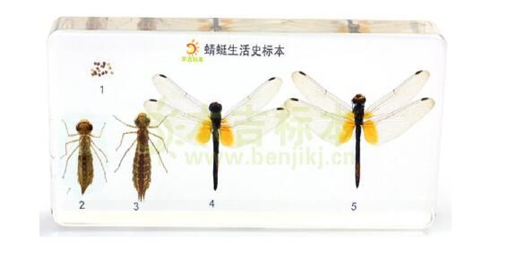 science Yunyan Presse-papiers en résine en forme d/'insecte homme biologie femme bureau Pour bureau enseignant.