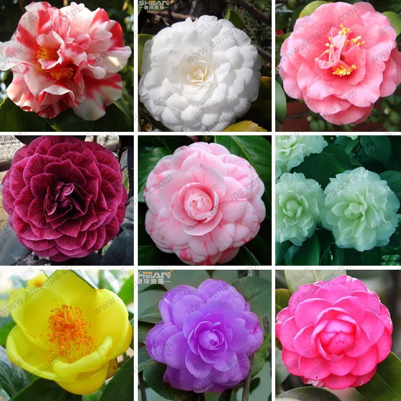 Flower Seed 6//15//20Pcs Sunflower Seeds Herb Seed Home Garden Decor Plant