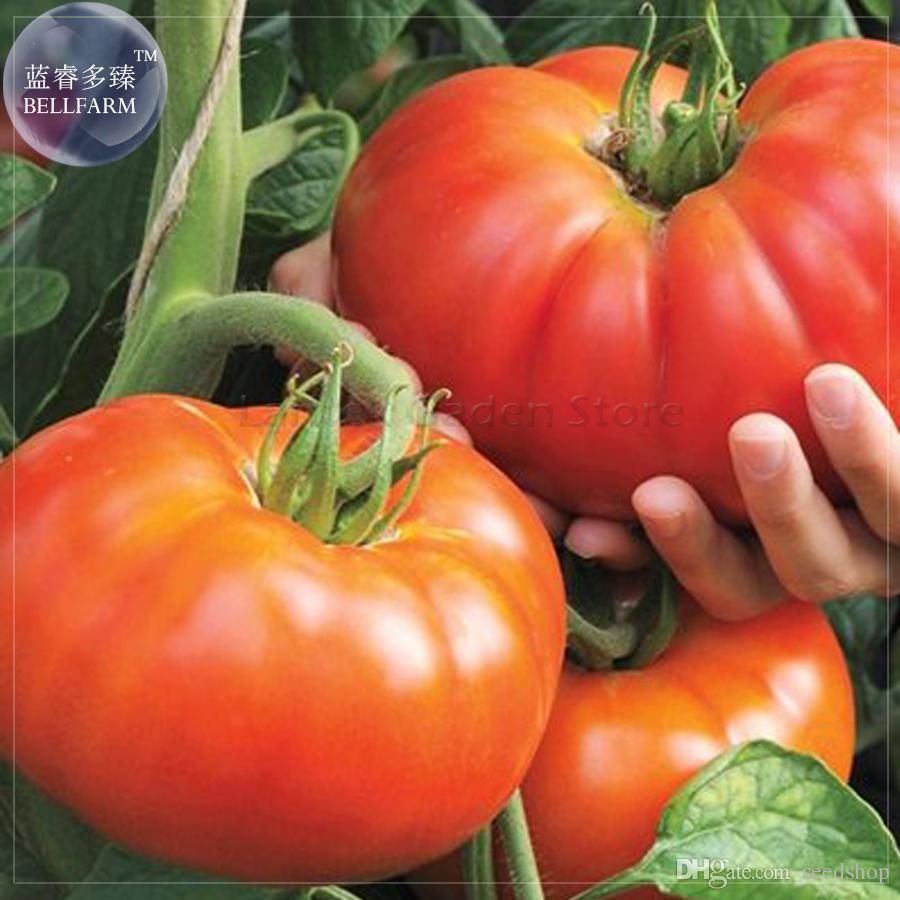 100 pcs//bag Super Rare Red Giant Competition Russian Heirloom Tyazeloves Tomato