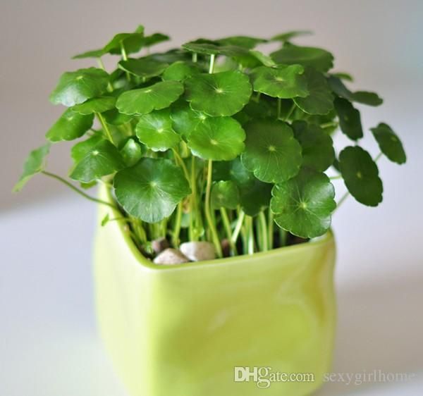 30 PCS Seeds Hydrocotyle Vulgaris Aquatic Plants Money Grass Coins Bonsai 2021 D 