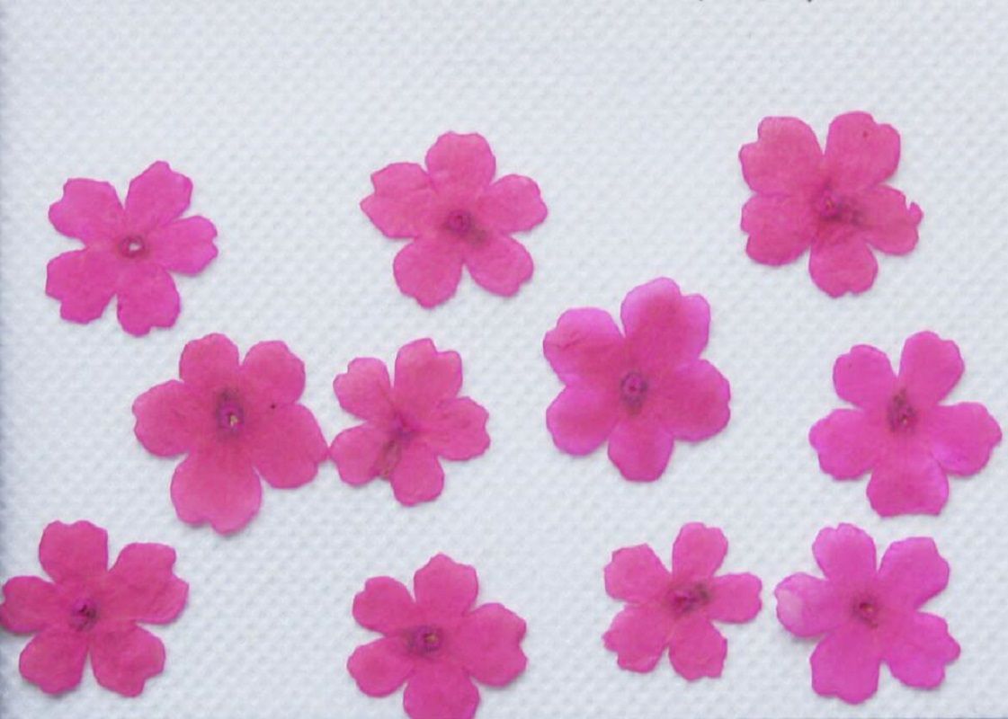 Acheter Pressé Fleurs De Cerisier Séchées Fleur Plantes Sèches Pour Résine époxy Pendentif Collier Fabrication De Bijoux Artisanat Bricolage