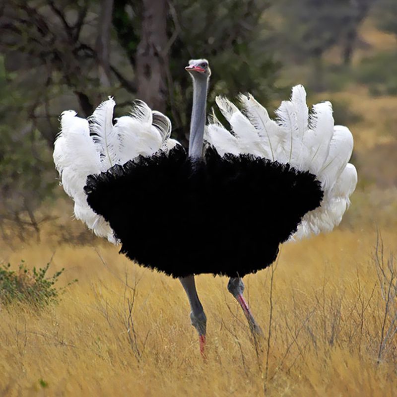 ostrich feathers