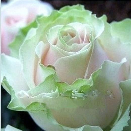 Shopvise Semi di malvarosa Casuale di Colore Althaea Rose 100Pcs